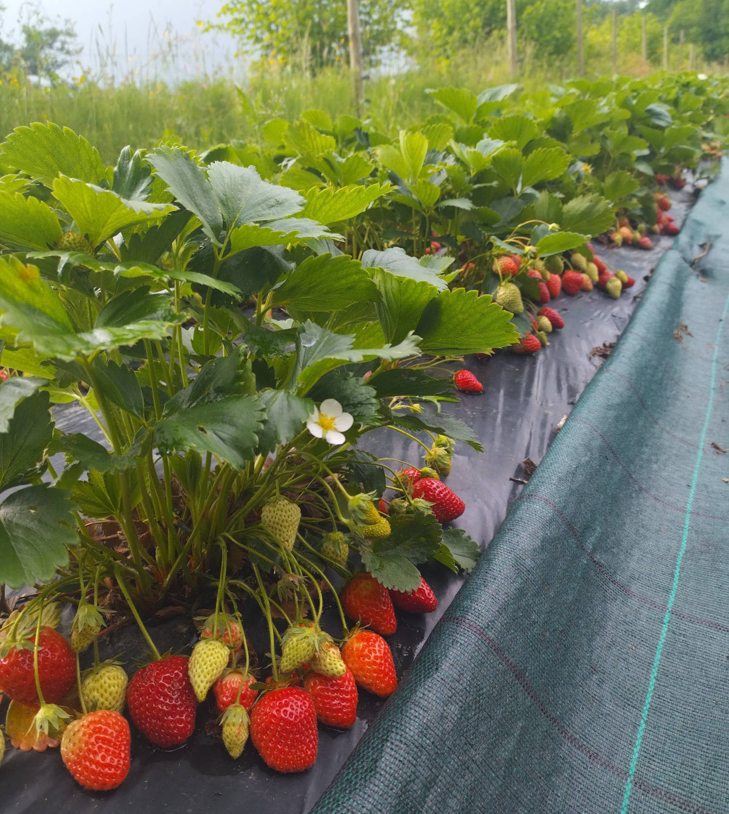 Les fraisiers à la ferme Maison Prouane à Arbus dans le Béarn proche de Pau