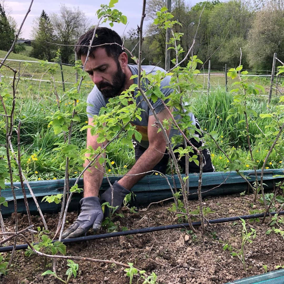 Julien Prouane au désherbage des petits fruitiers dans le verger de la Maison Prouane à Arbus dans la banlieue de Pau