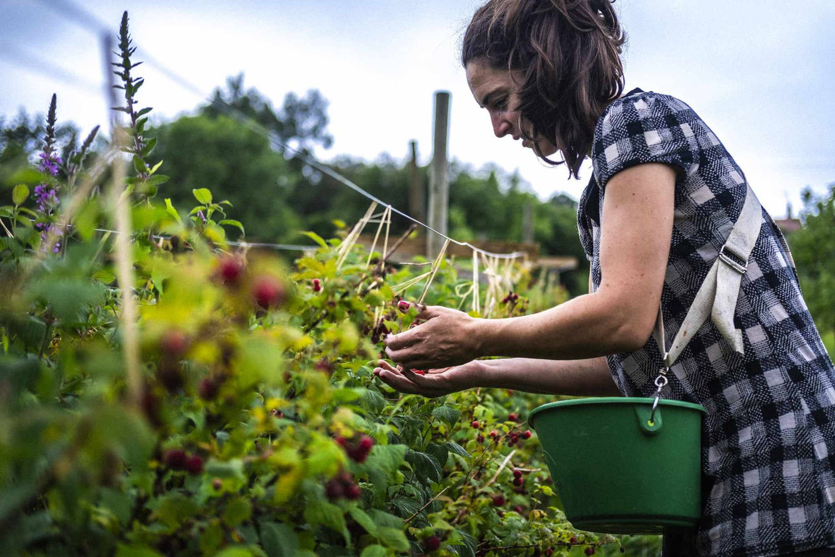 La cueillette des framboises par Pauline Prouane de la ferme Maison Prouane près de Pau