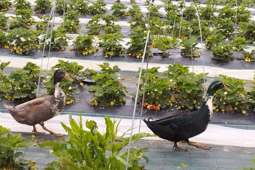 Canards au milieu des plans de fraisiers dans le verger de la maison Prouane à Arbus
